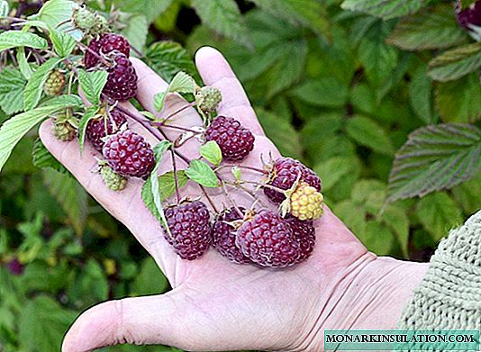 Everything is in our hands: how to save the crop and protect raspberries from pests and diseases