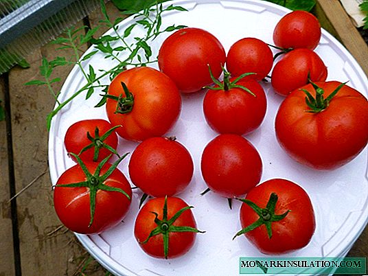 Maçã da Rússia - uma variedade frutífera de tomates para residentes de verão preguiçosos