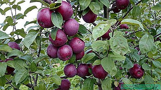 Cây táo Hoàng tử đen - quý tộc Hà Lan trong khu vườn của bạn