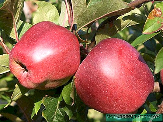 شجرة التفاح غلوستر: الصورة ووصف مجموعة متنوعة ، وخاصة الزراعة والرعاية ، واستعراض البستانيين