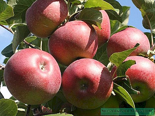 Apple tree Lobo: an old variety with large beautiful fruits