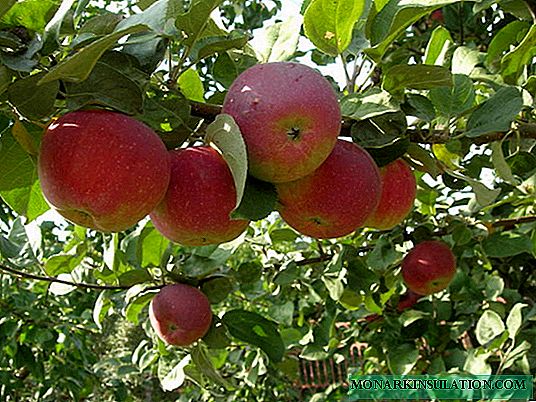 Orlik äppelträd: vintervariant med frukter med efterrättsmak