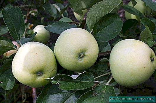 Tapete da árvore de maçã: grau de verão vintage