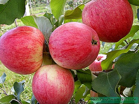 Apple tree Shtrifel - again on the wave of success