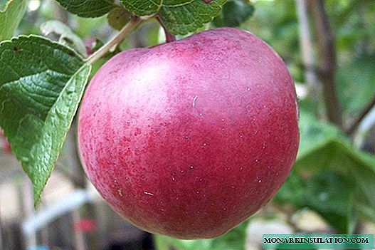 Apple Tree Spartan: a wonderful winter variety of Canadian origin