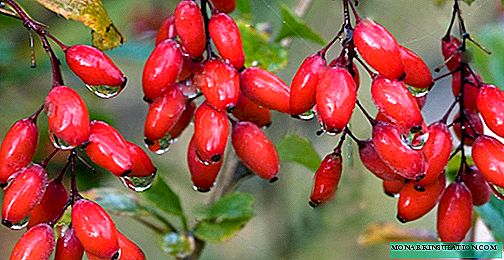 The brilliant splendor of barberry bushes in the garden: a variety of species and varieties