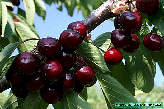 Yaroslavna - the most popular variety of cherries