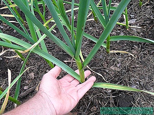Spring garlic began to turn yellow: determine and eliminate the cause