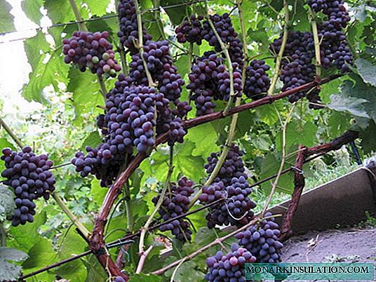 Jüpiter - ılıman bir iklimde Amerikan kara kuru üzüm nasıl yetiştirilir