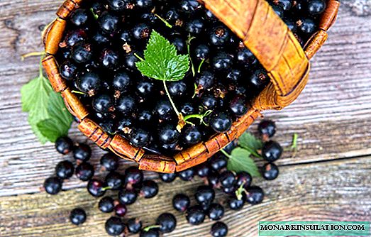 Diseases and pests of currant: we recognize, treat, prevent
