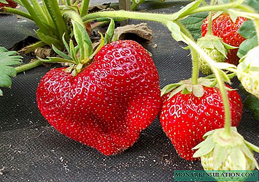 Mystérieuse Chamorora Turusi: la fraise n'est pas pour les paresseux