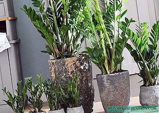Zamioculcas: the right transplant at home