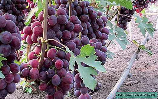 Zarya Nesvetaya - one of the best hybrid grape varieties of amateur selection