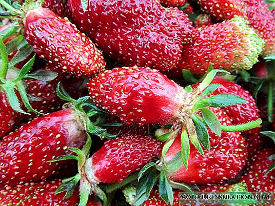 Zemklunika Merchant - a hybrid of two berry crops in your garden