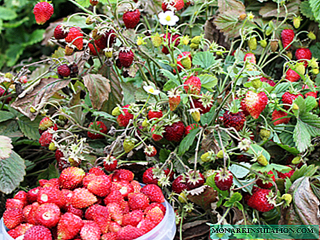 Strawberries Alexandria: history of cultivation, description of the variety and features of care