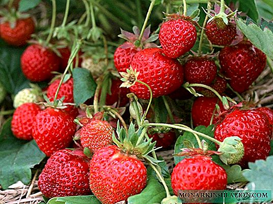 Strawberry Festival - a classic domestic variety that requires special care