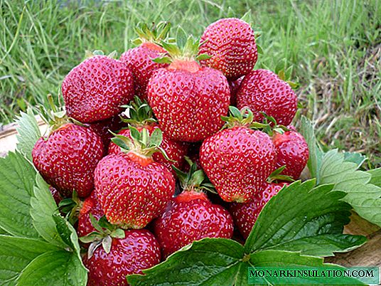 Garden strawberry Honey: planting and cultivation in the open ground and under the film. Pest and Disease Control