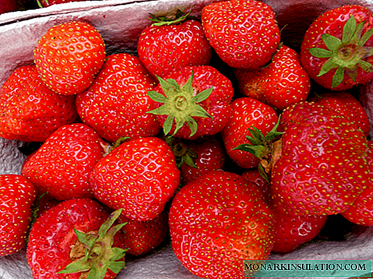 Zenga Zengana - a long-known and favorite variety of garden strawberries