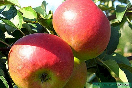 Zhigulevskoe - maçãs testadas tardiamente