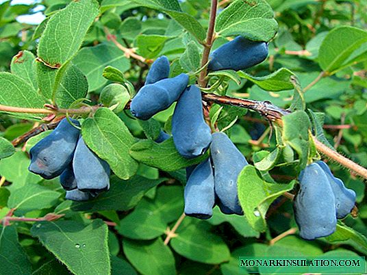 Honeysuckle Blue vřeteno: popis odrůdy, kultivační vlastnosti