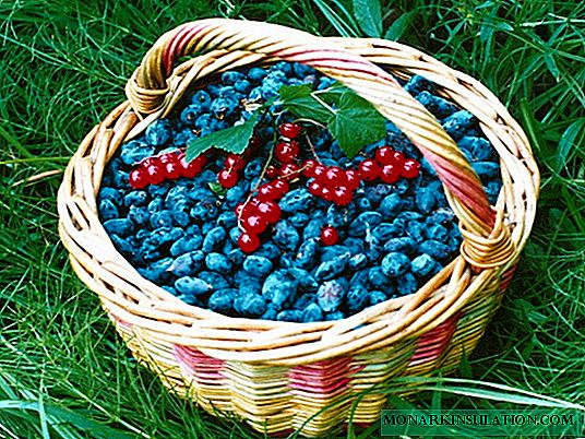 Malvina kaprifol - en fruktbar variant med delikate frukter
