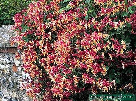 Honeysuckle in landscape design: varieties with photos and their characteristics