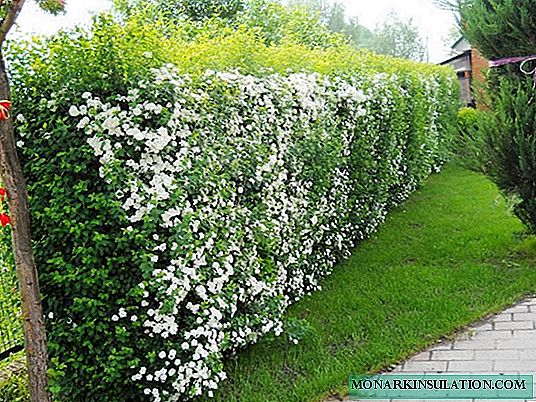 Do-it-yourself hedge at the cottage: rules for planting, growing and caring