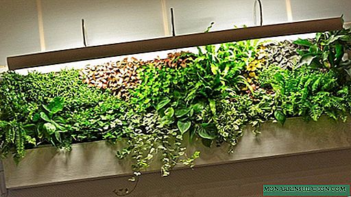 Living pictures in vertical gardening: plant selection rules and planting technology