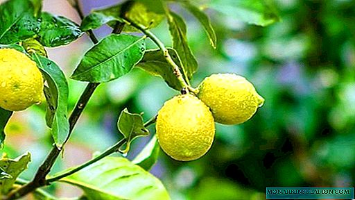 Le citron doit être jaune, pas ses feuilles