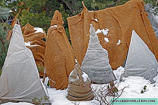 Vinterdvale av bartrær: hvordan beskytte planter mot frost