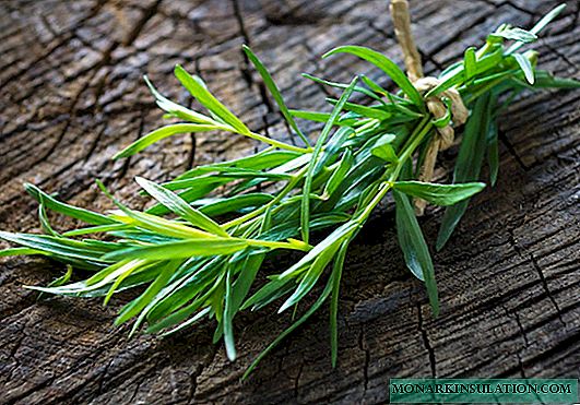 The famous tarragon: all about growing tarragon