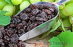 Raisins secs: propriétés utiles et contre-indications