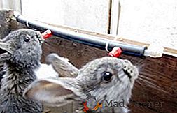 Come preparare ciotole per i conigli