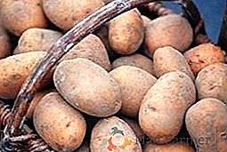 Imparare a coltivare patate secondo la tecnologia olandese