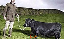 Nos familiarizamos con las peculiaridades de la cría y el mantenimiento de las vacas enanas
