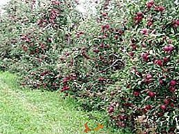 Trpasličí odrody jabloní: popis a starostlivosť