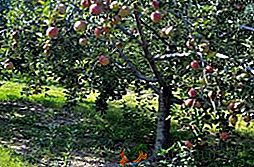 Apple tree "Dream": предимства и недостатъци, засаждане и грижи