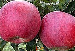 Zgodnje sorte jabolk: značilnosti, okus, prednosti in slabosti