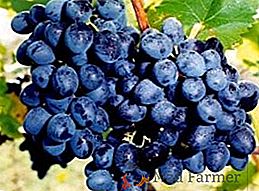Лучшие сорта раннего винограда