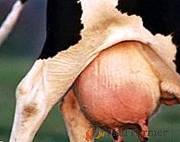 Œdème des mamelles chez les vaches: comment traiter correctement