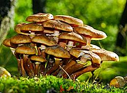Como os fungos comestíveis aparecem, descrição e espécies de cogumelos