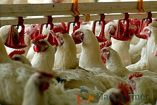 La grippe aviaire se propage à travers l'Europe