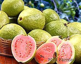 Frutto di guava - proprietà utili, contenuto calorico, come mangiare