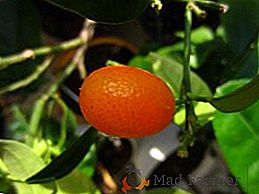 Como crescer kumquat em casa