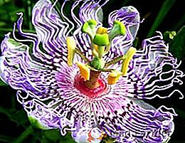 Passiflora: cuidado complejo, propiedades medicinales y aplicación en medicina