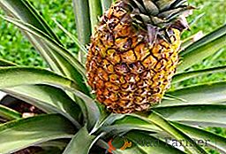 Ananás: aké druhy a odrody exotického ovocia sú rozdelené