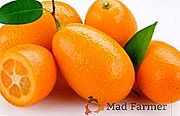 Čo je užitočné a škodlivé kumquat, študujeme