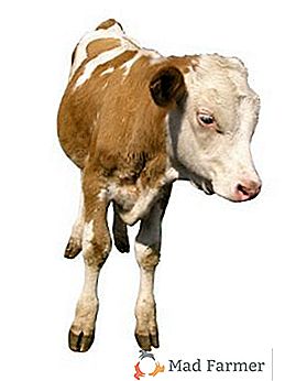 Caratteristiche dell'allevamento di vitelli da toro da ingrasso: come e cosa dare da mangiare ai giovani