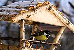 Self-made karmniki dla ptaków: opcje badania
