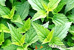 Engrais d'ortie: top dressage vert des plantes